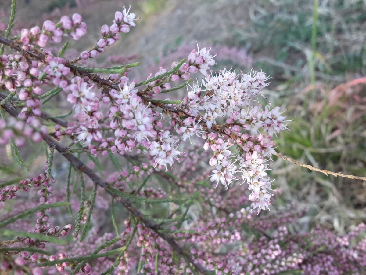 Fiori