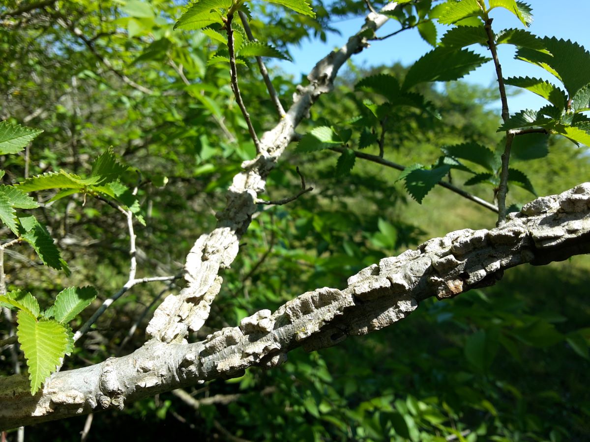 Corteccia suberificata