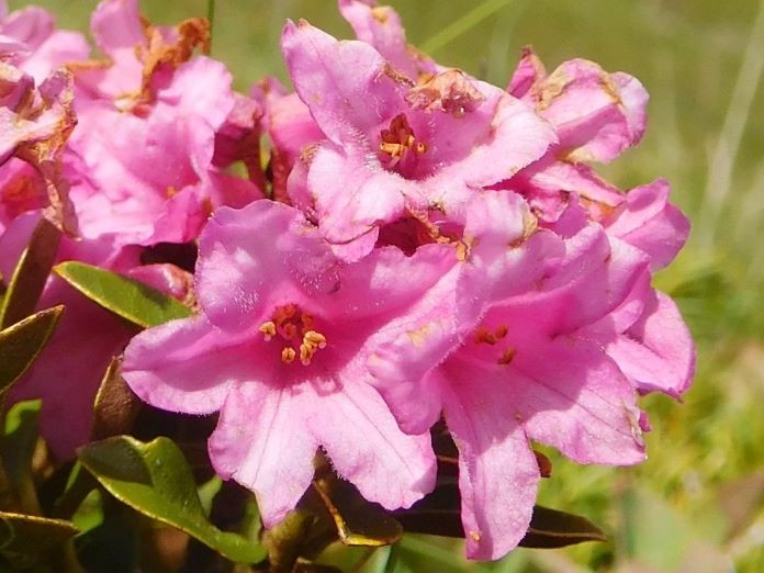 Fiore