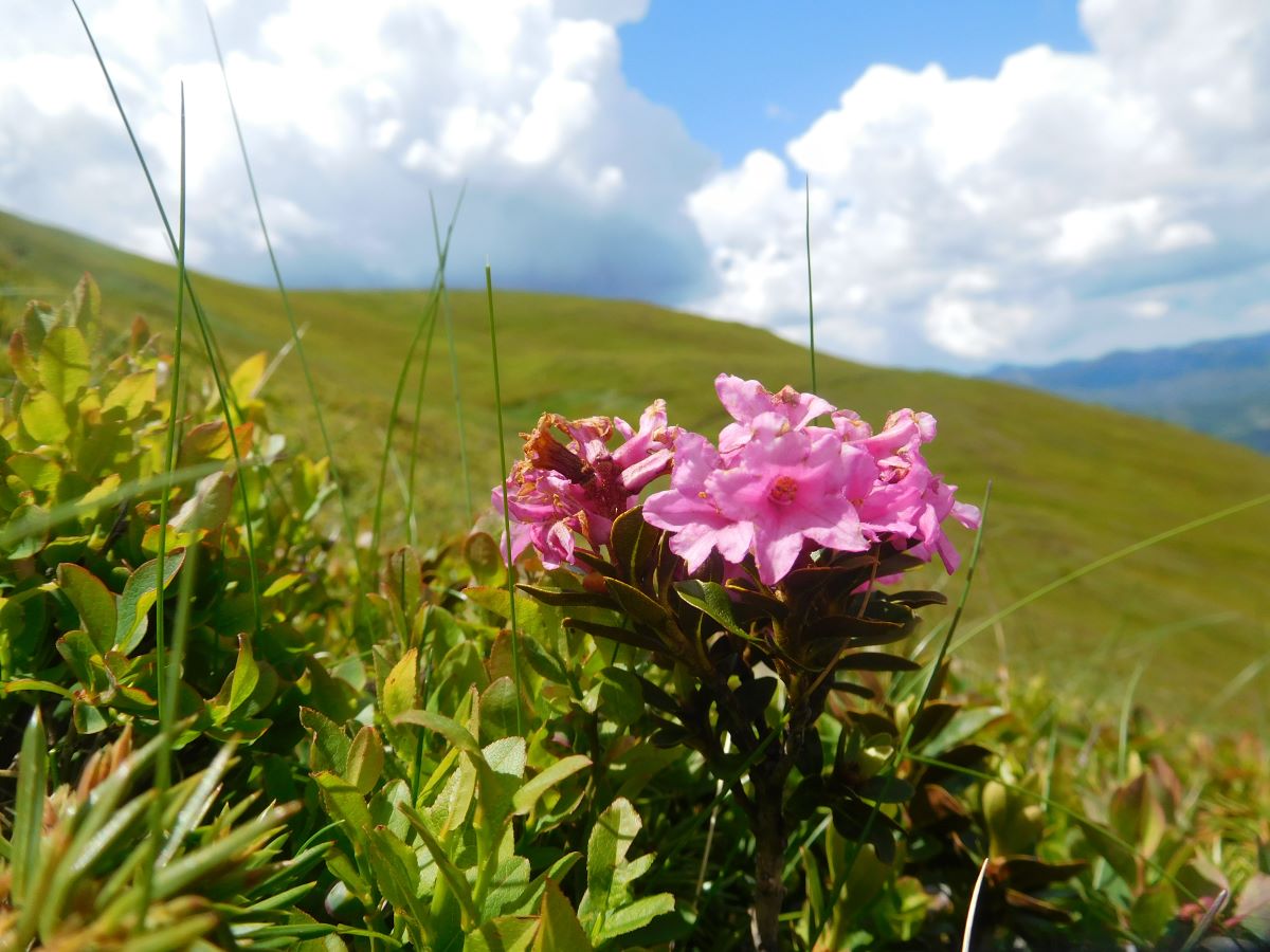 Esemplare in ambiente
