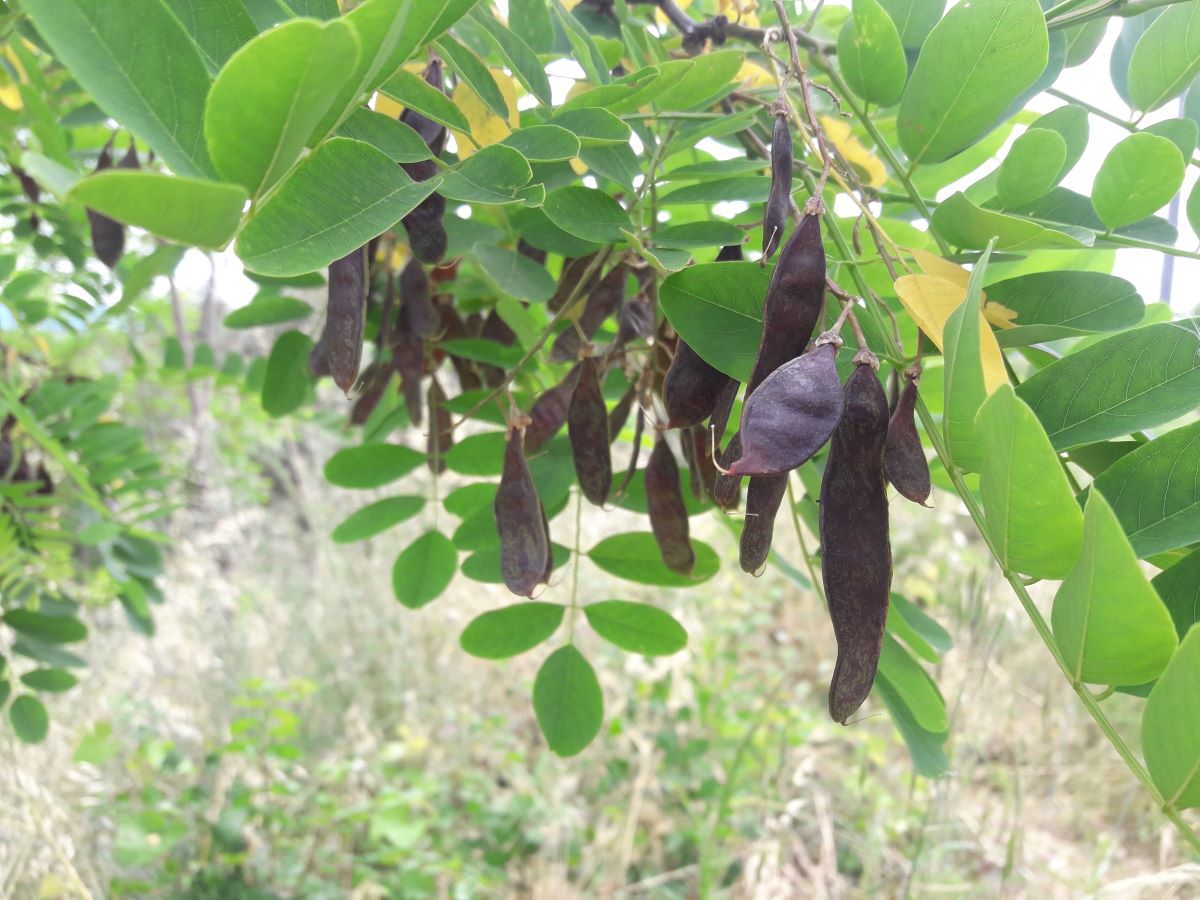 Frutti tipici delle leguminose