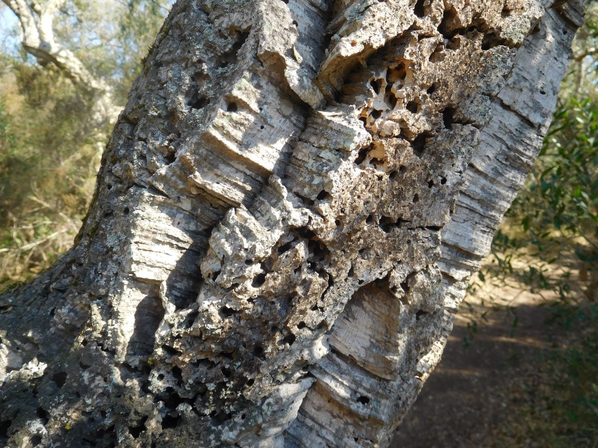 Corteccia