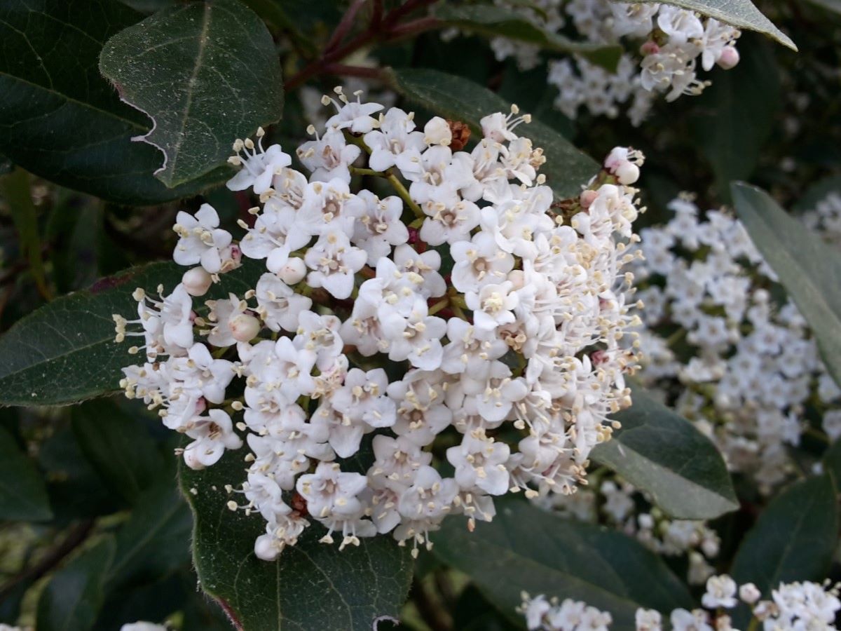 Fiori