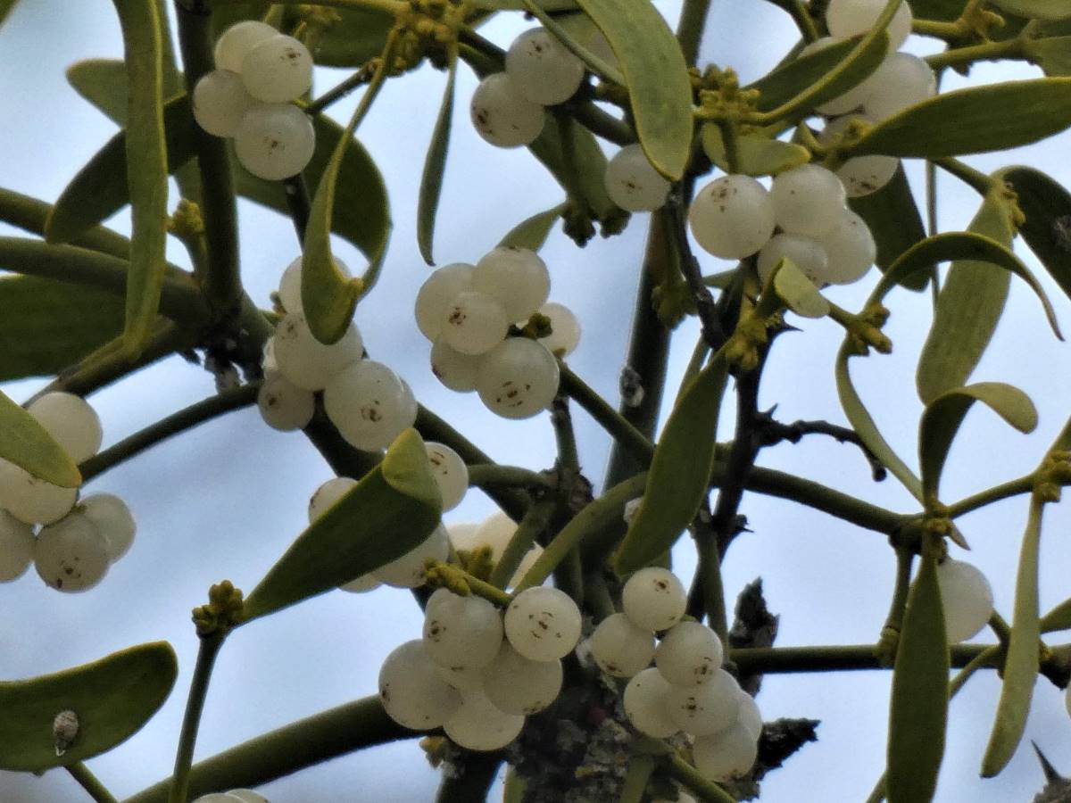 I frutti del vischio