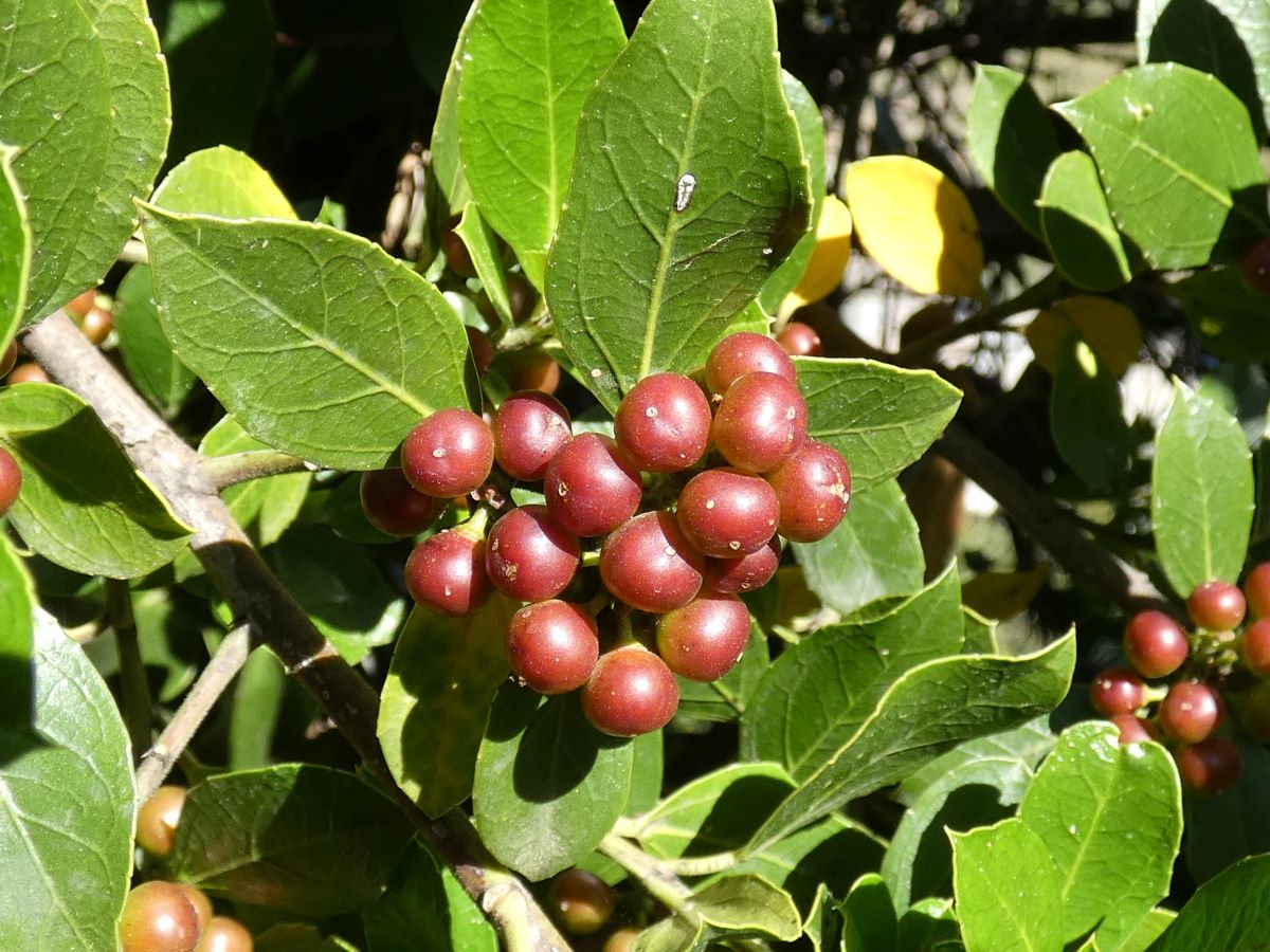 Frutti