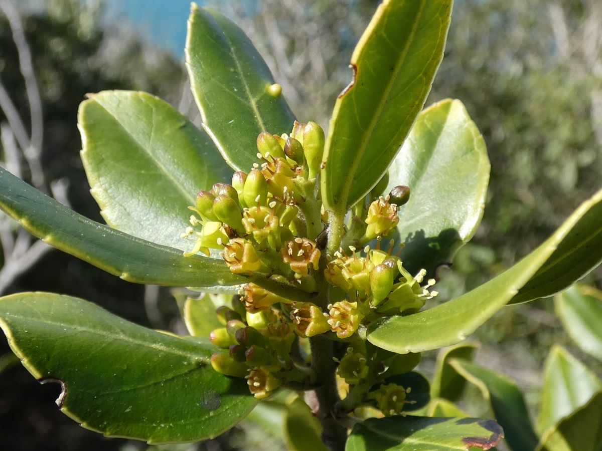 Fiori