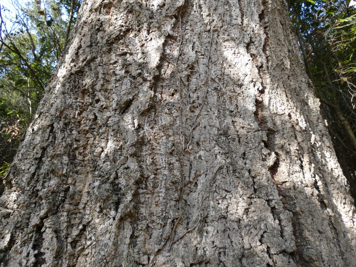 Corteccia in parte suberosa