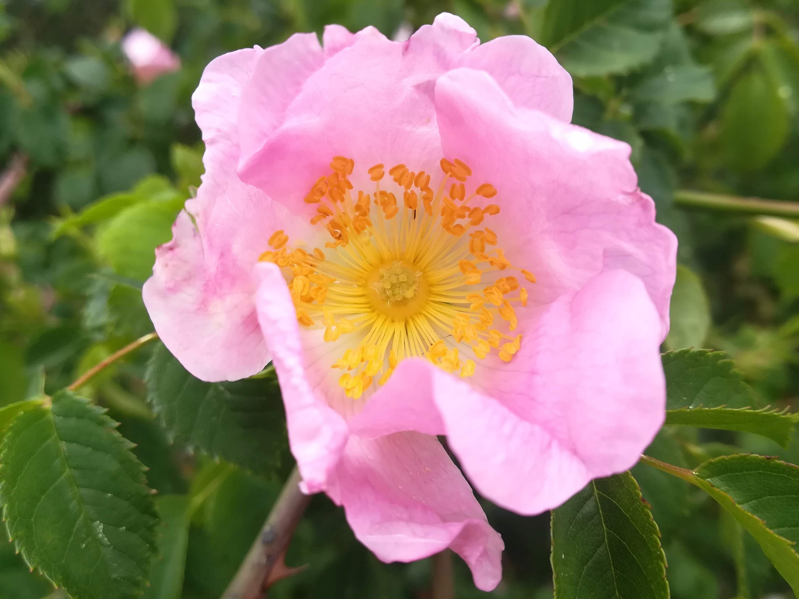 Fiore