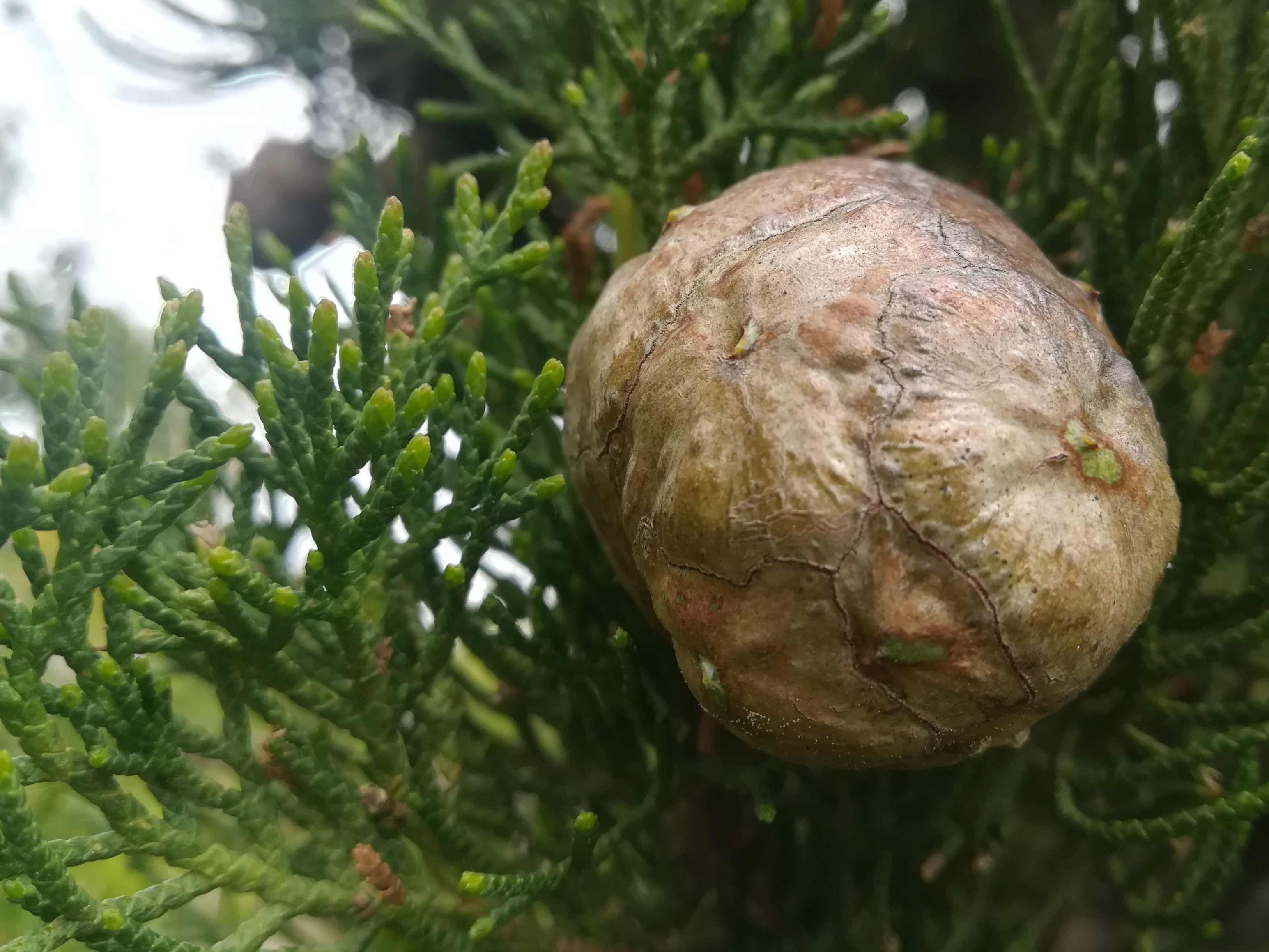 Frutto (Coccola)