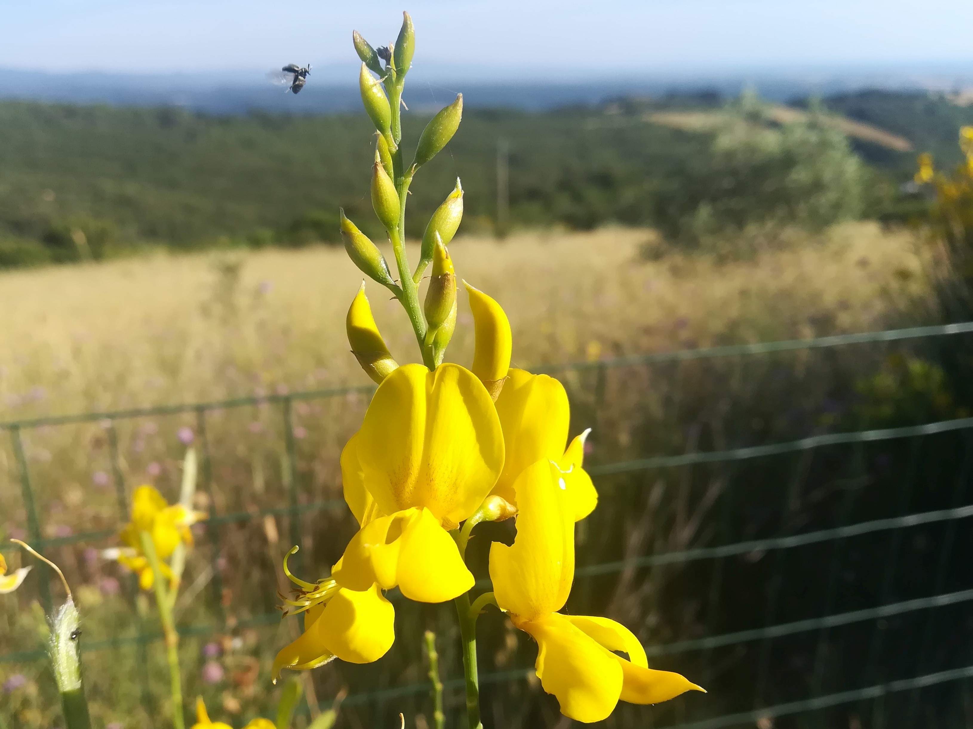 Fiori