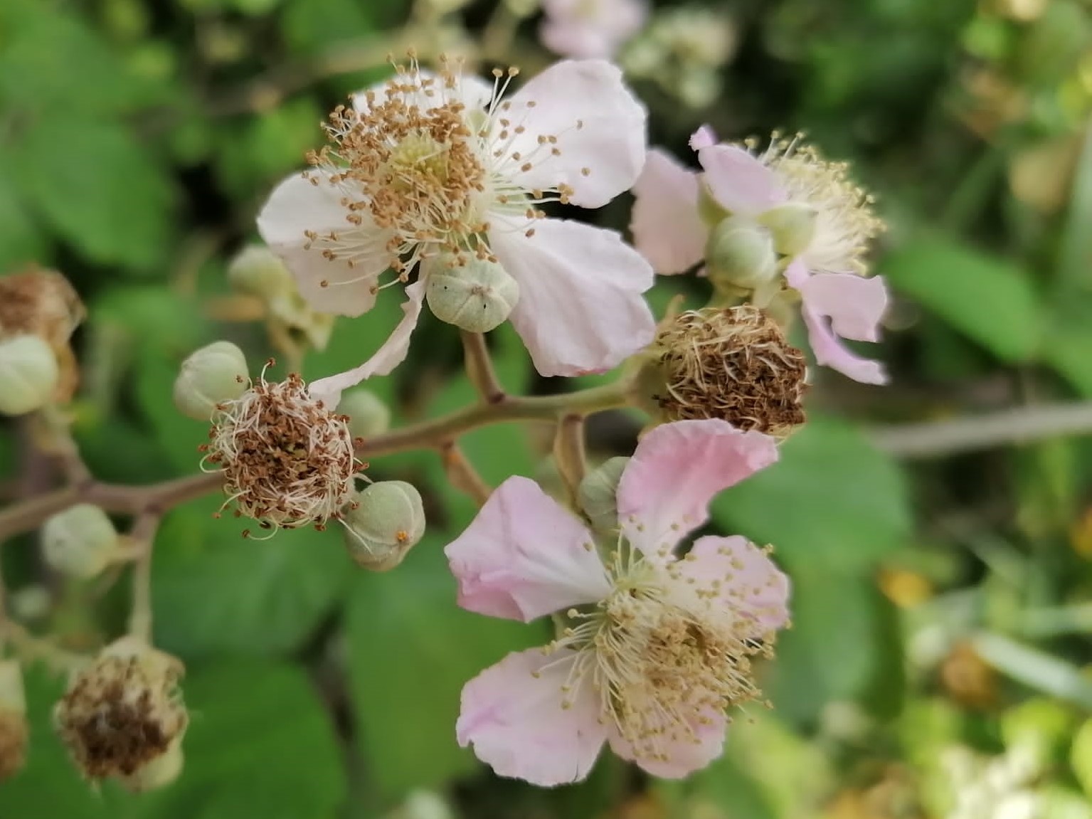 Fiori