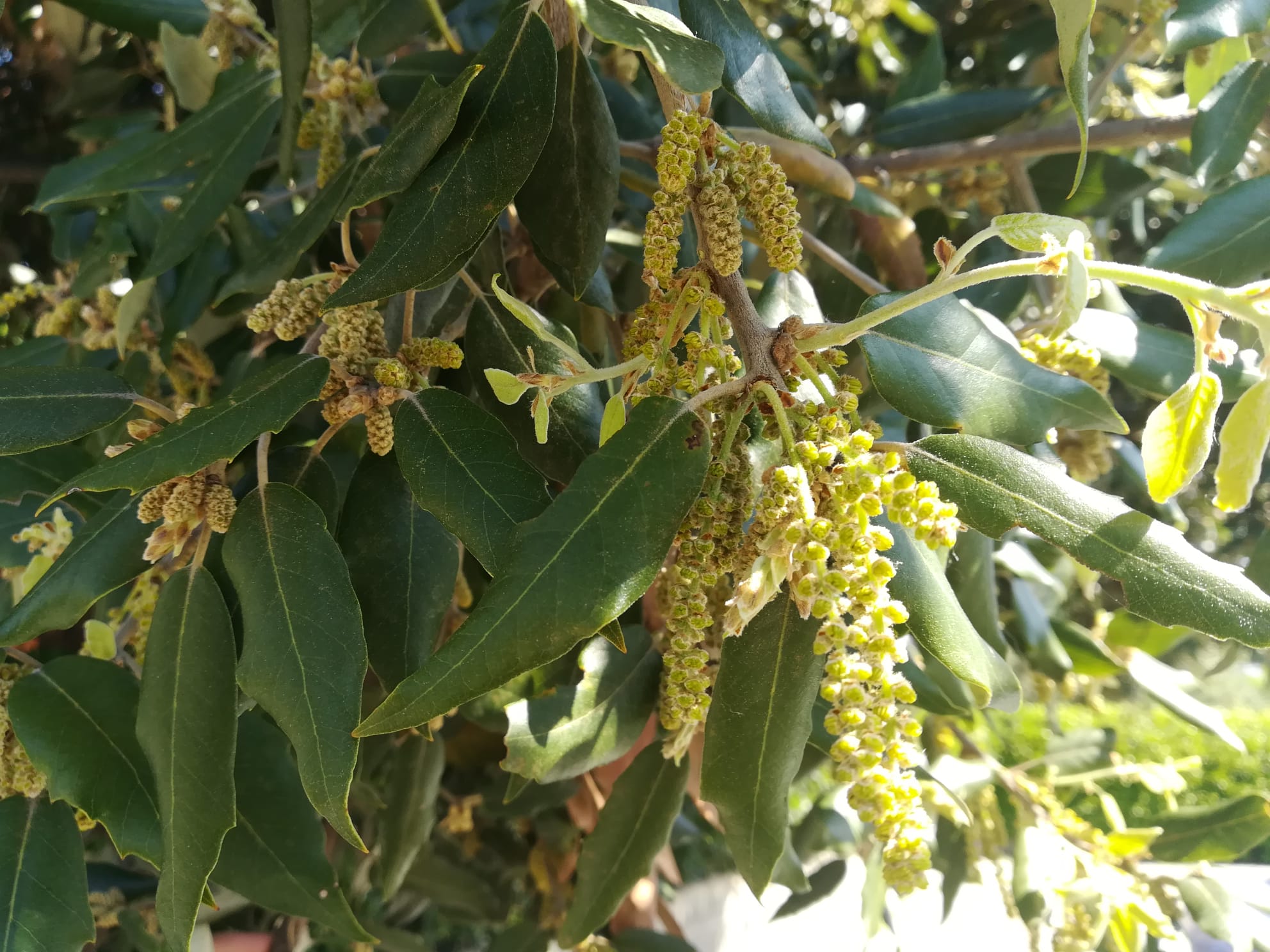 Fiori femminili e maschili