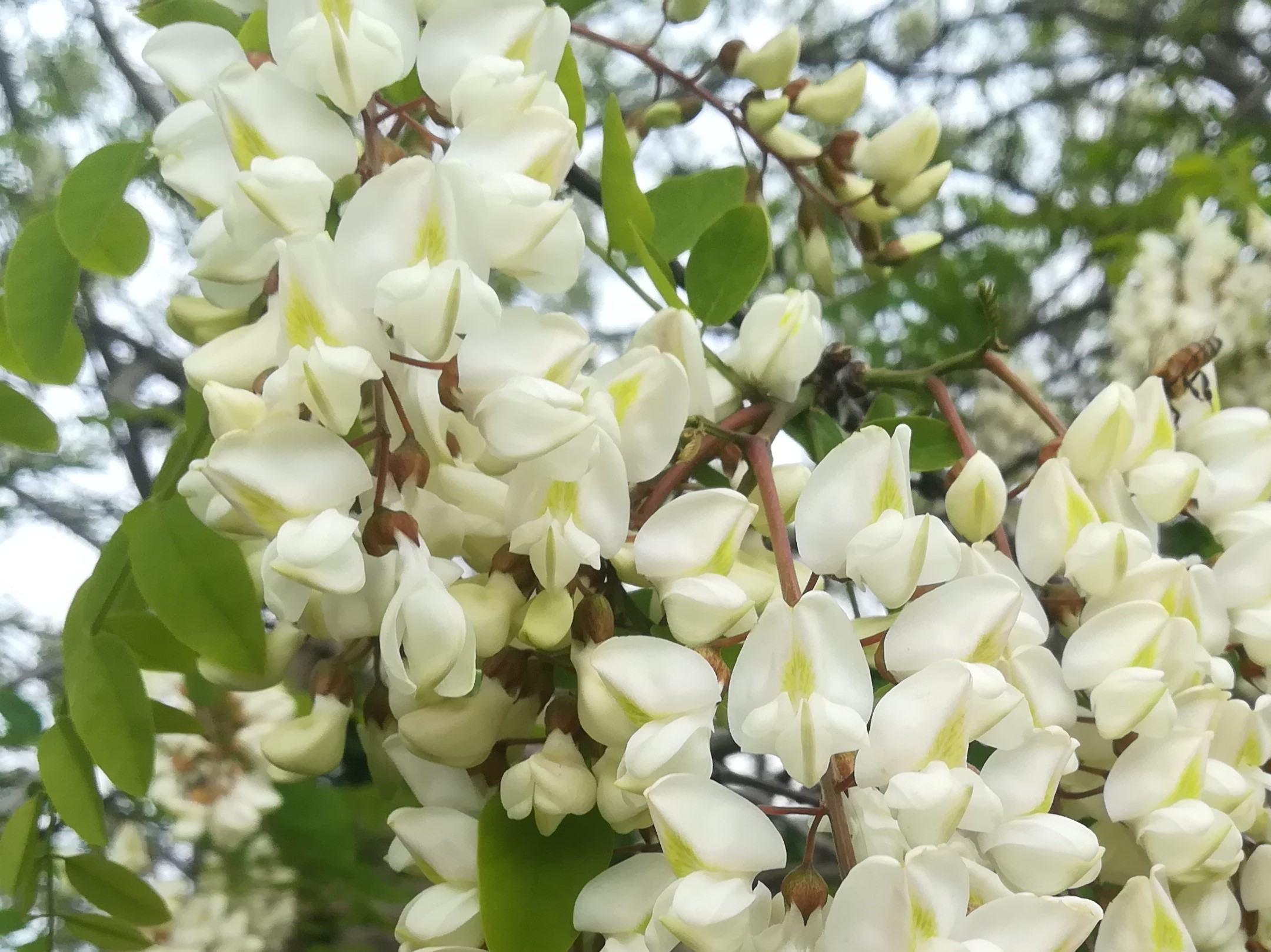 I famosi fiori d'acacia
