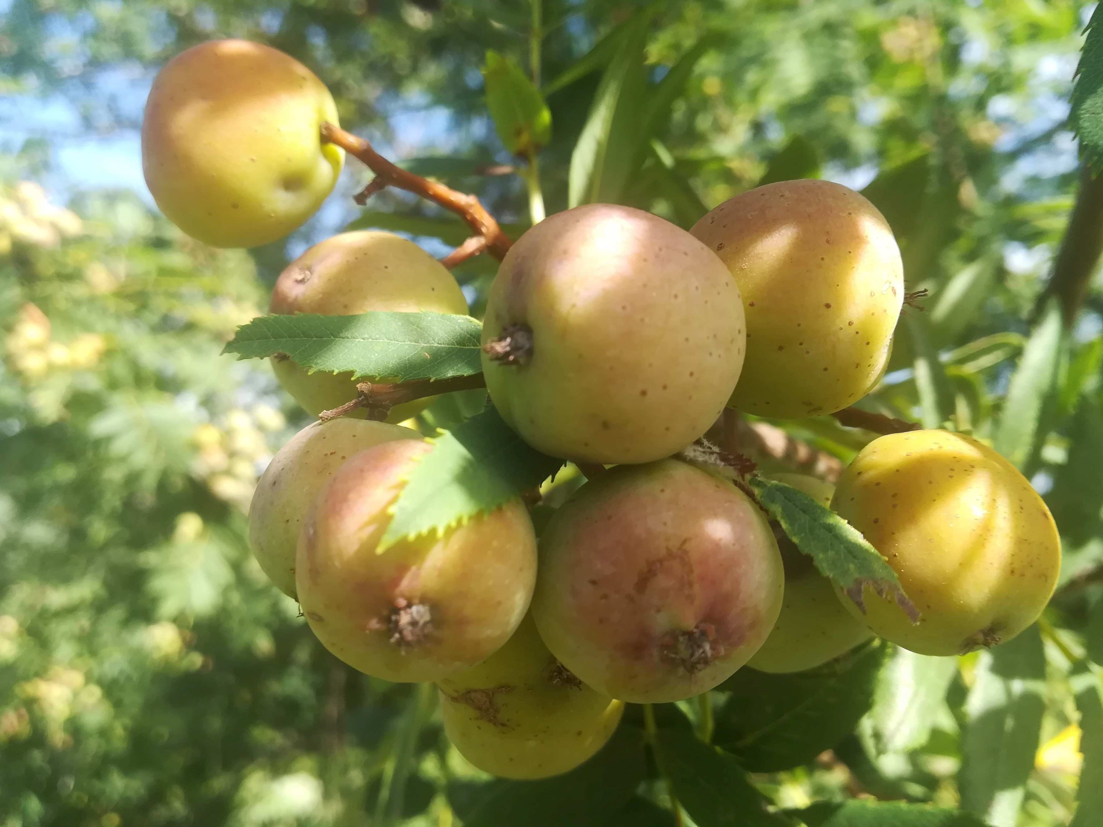 Frutti
