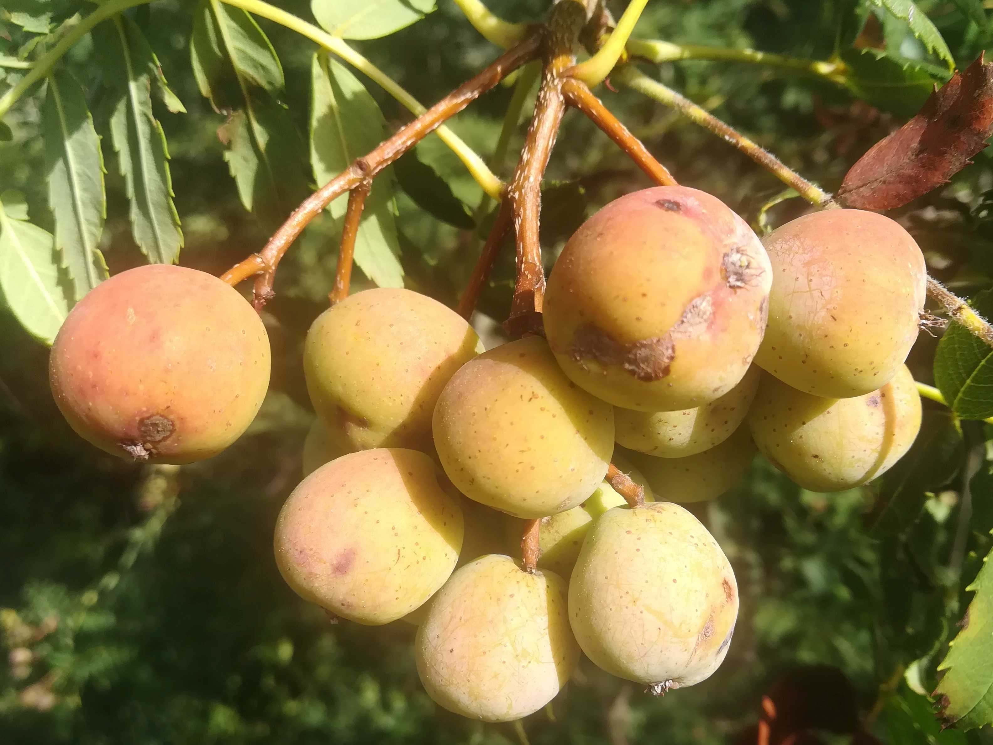 Frutti