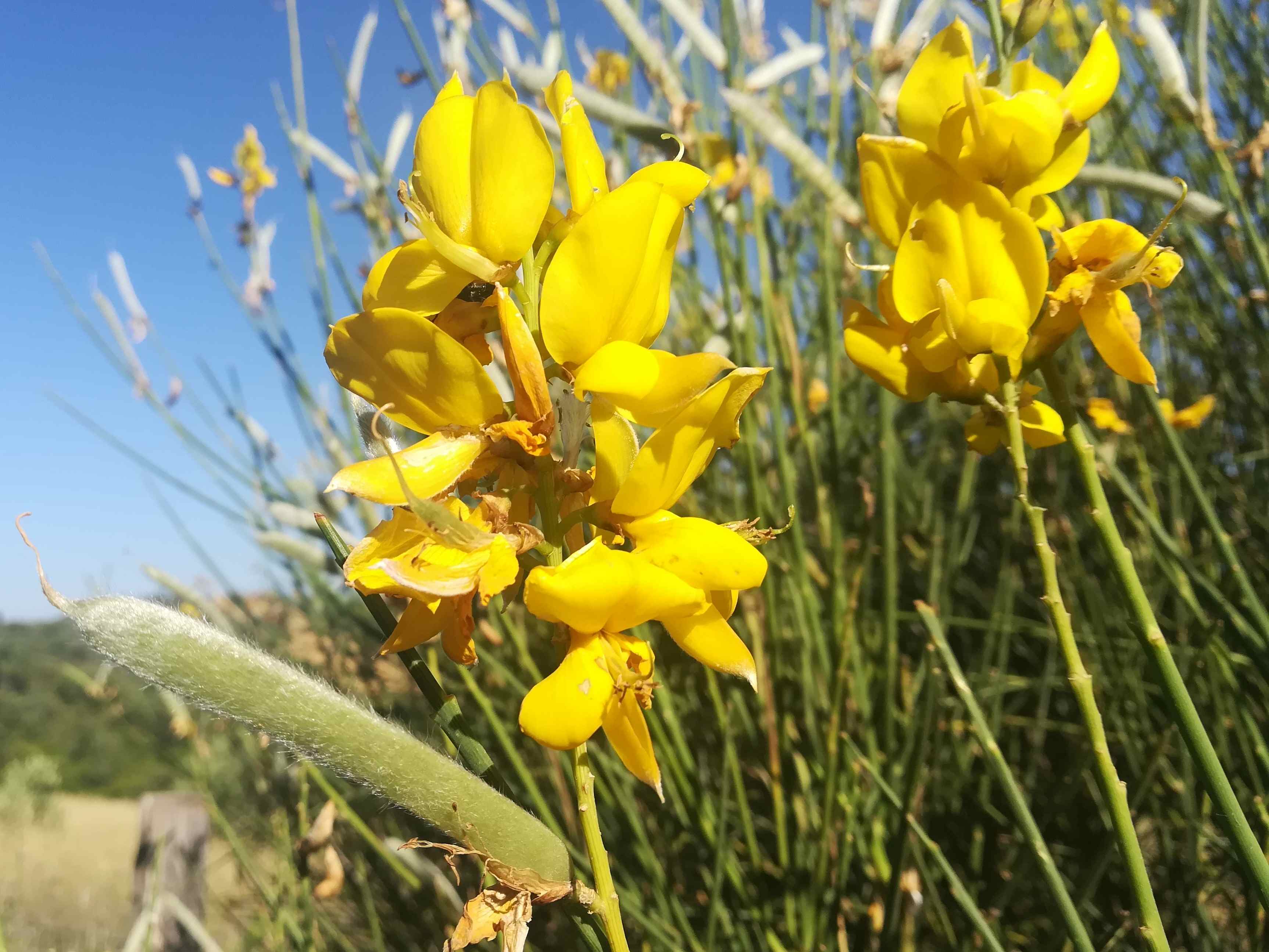 Fiori e frutto