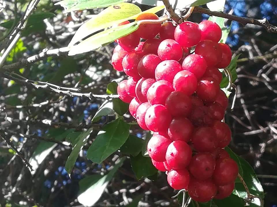 Frutti