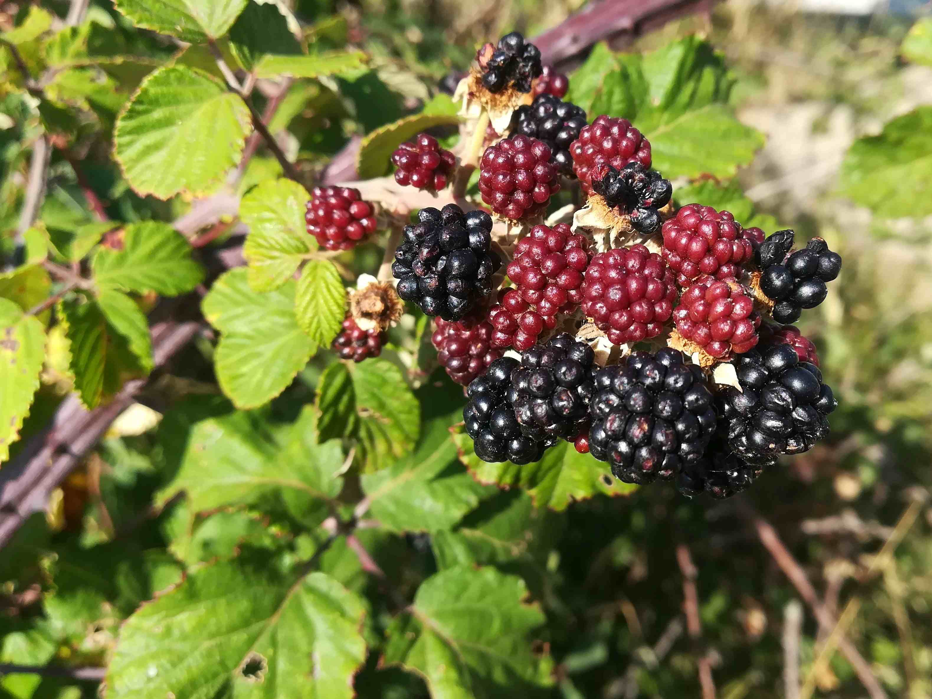 Frutti