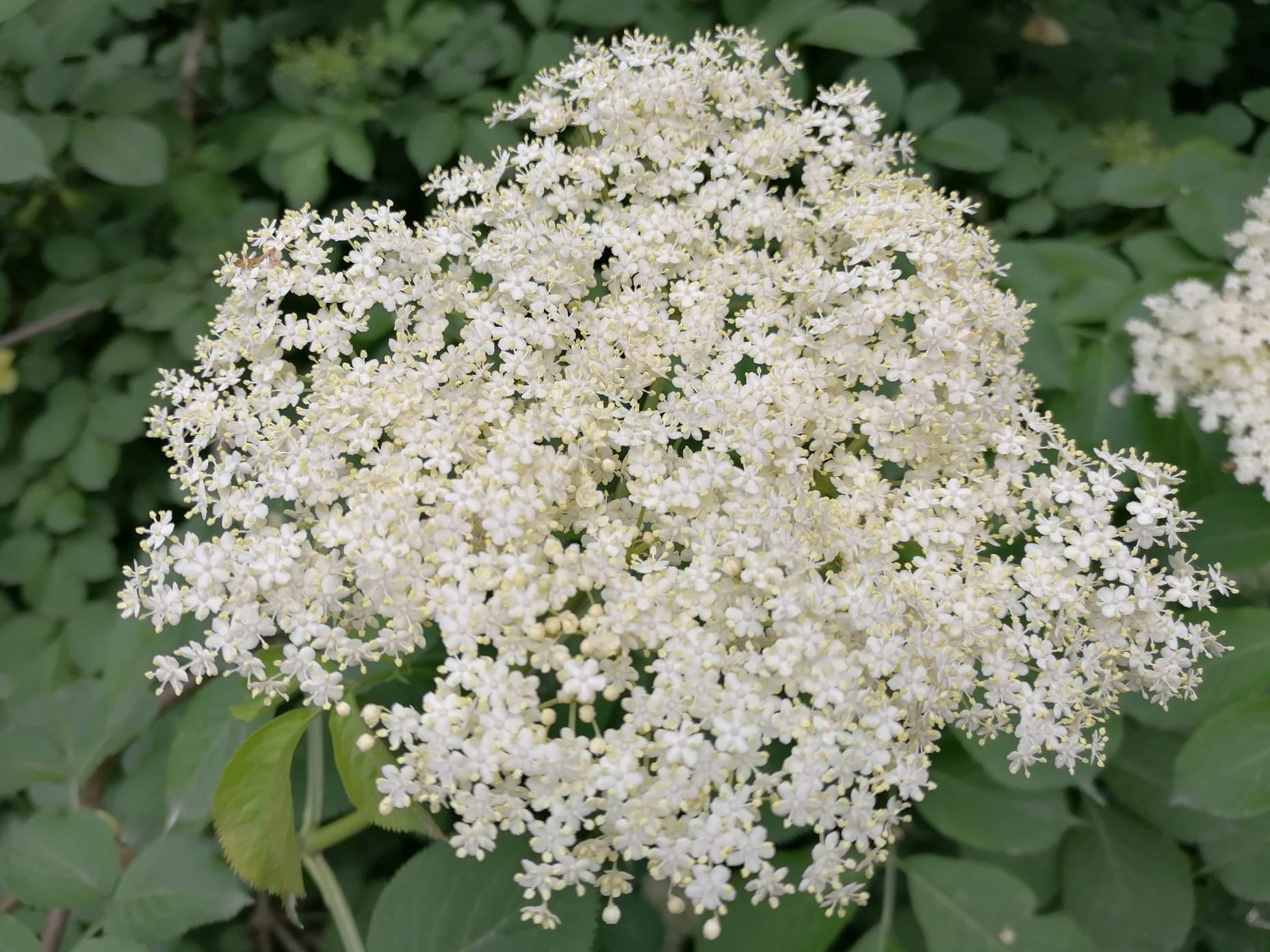 Fiori