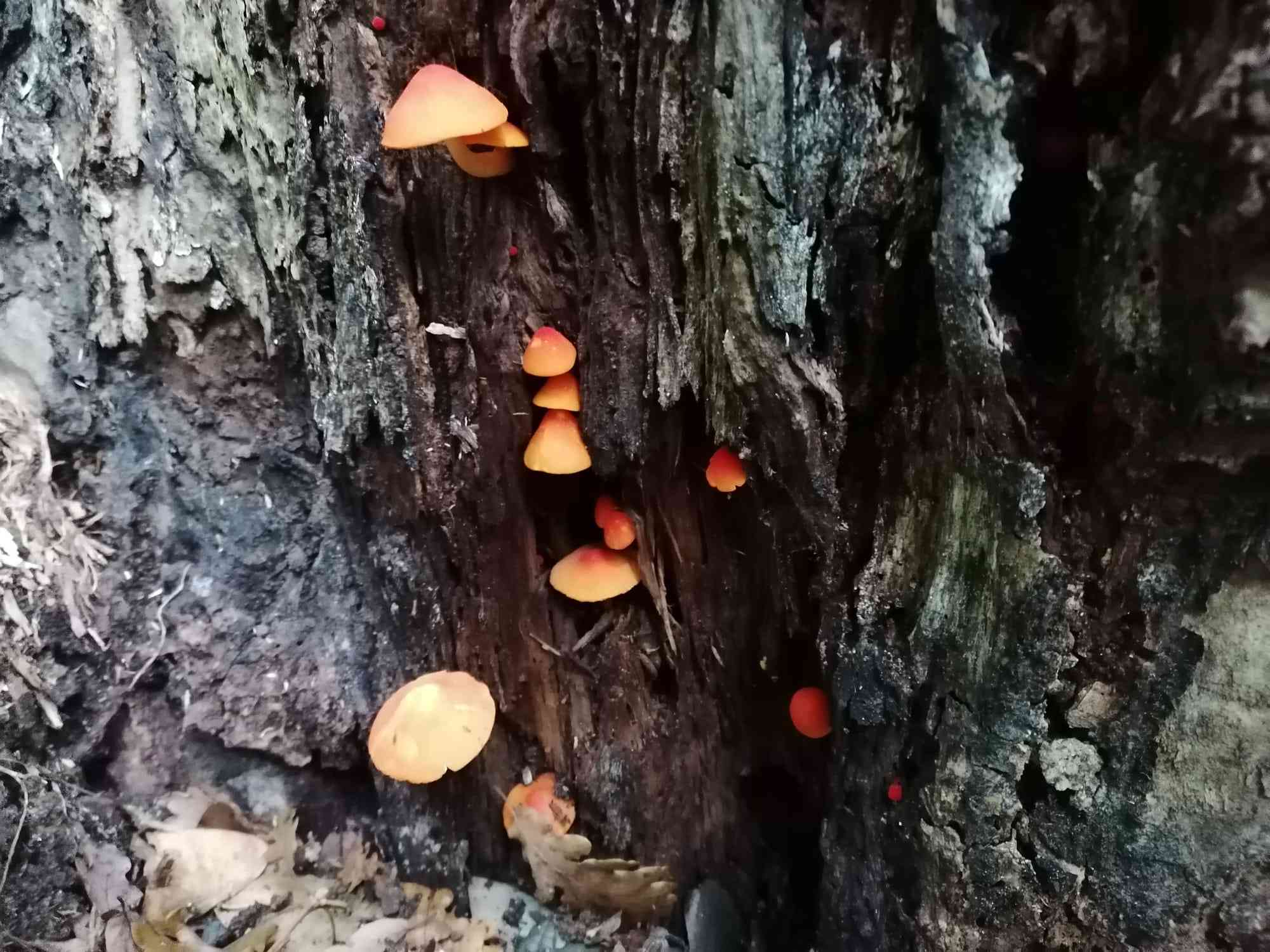 Albero filogenetico del campione