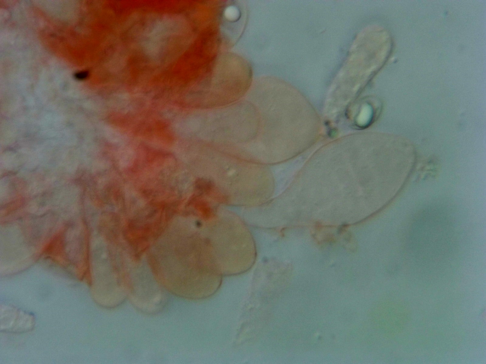 Cheilocistidi su filo lamellare sterile