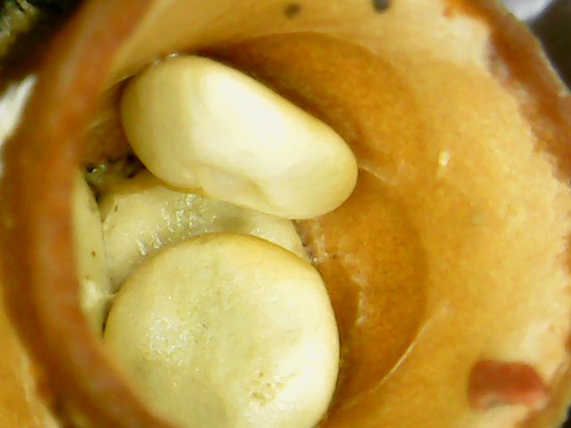 Peridioli nella coppa