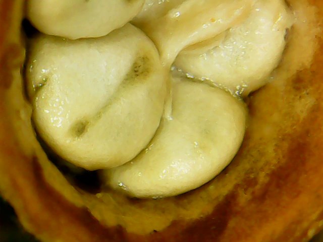 Peridioli