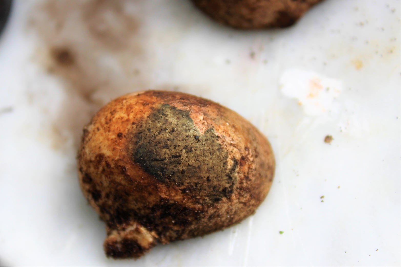 reazione Solfato Ferroso = verde tardivo 