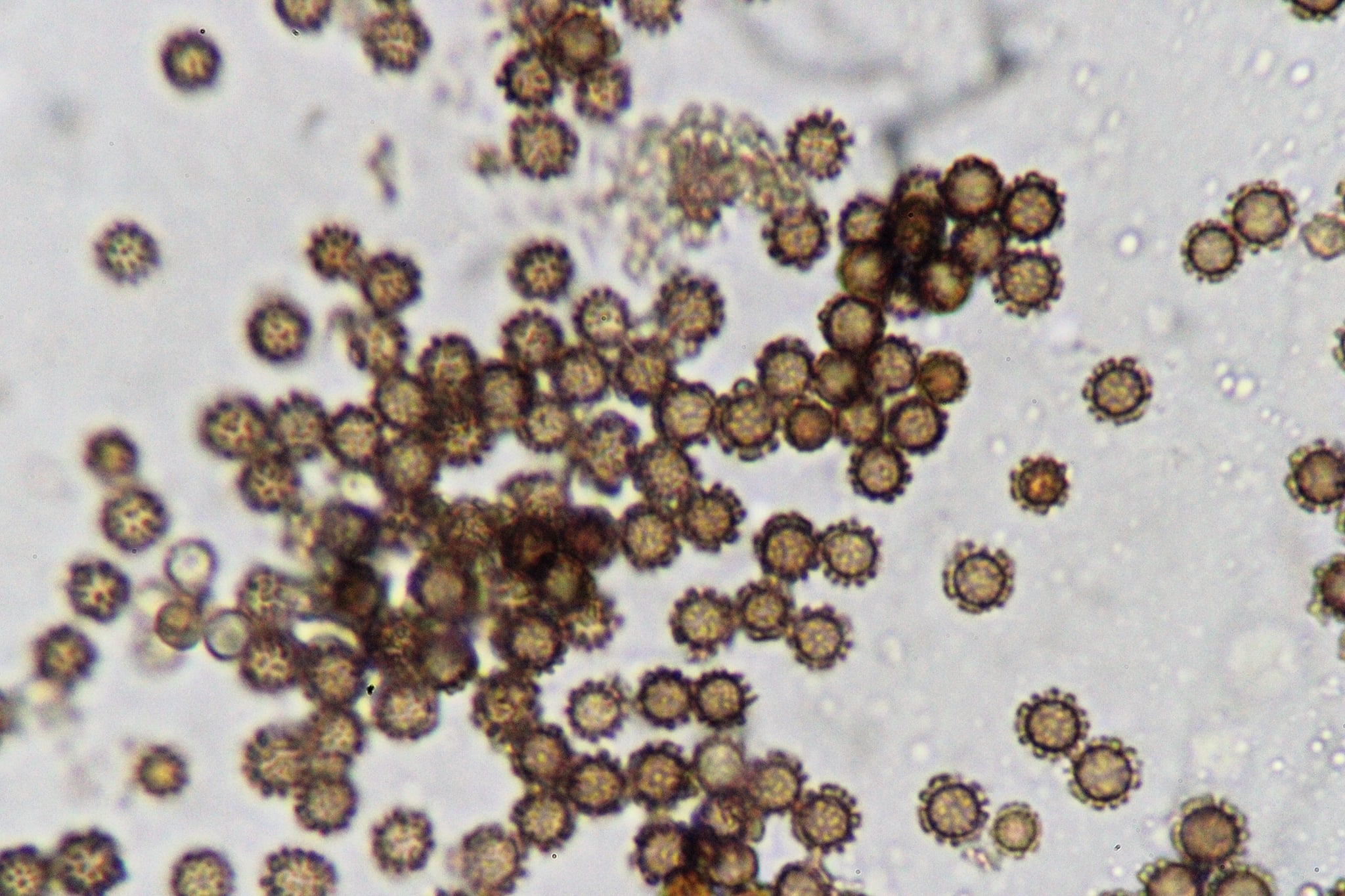 spore 