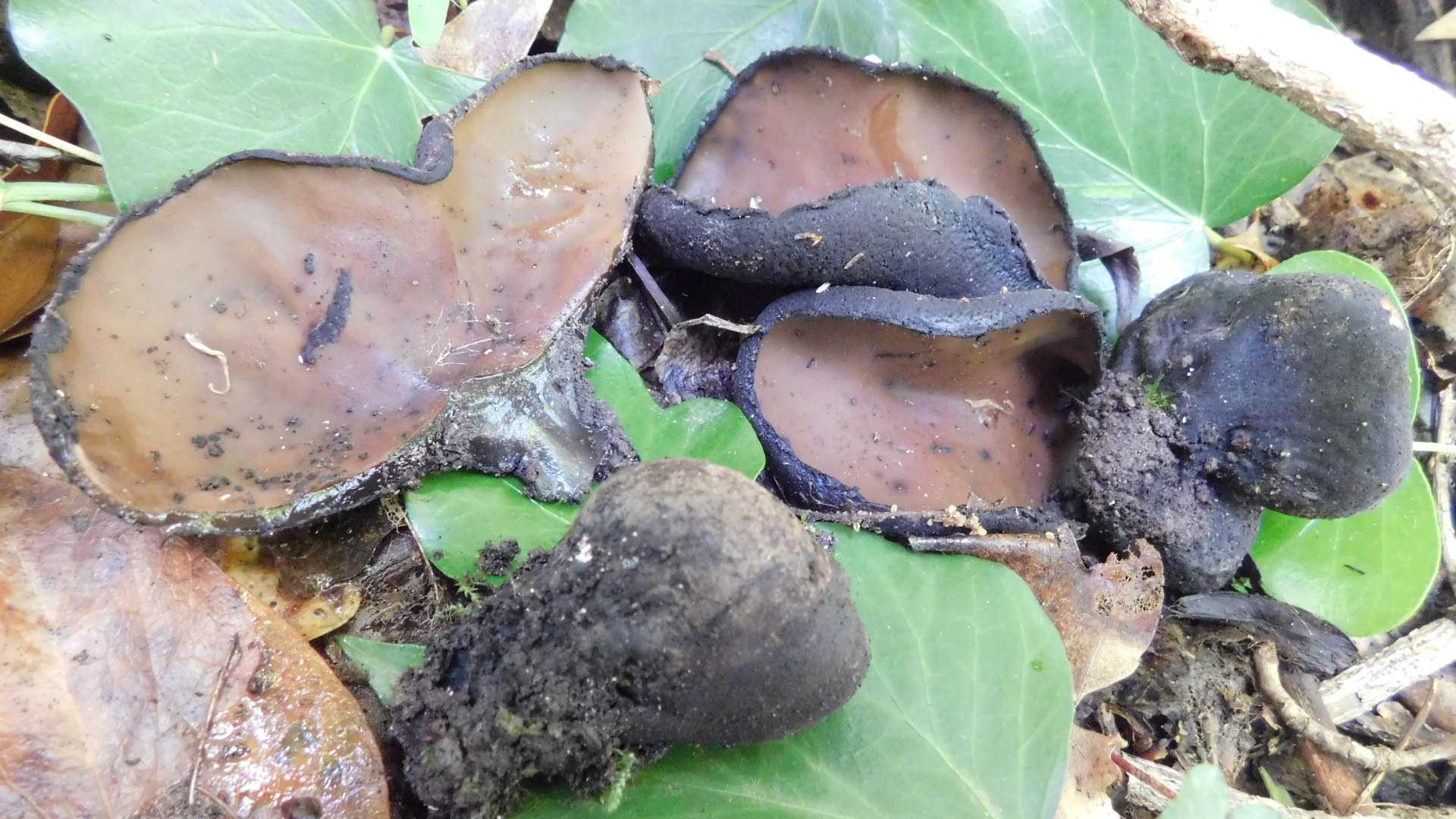 Immagine del fungo Urnula mediterranea