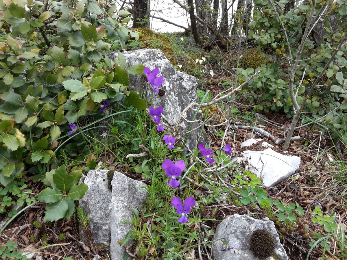 Foto dell'erba Viola Etrusca