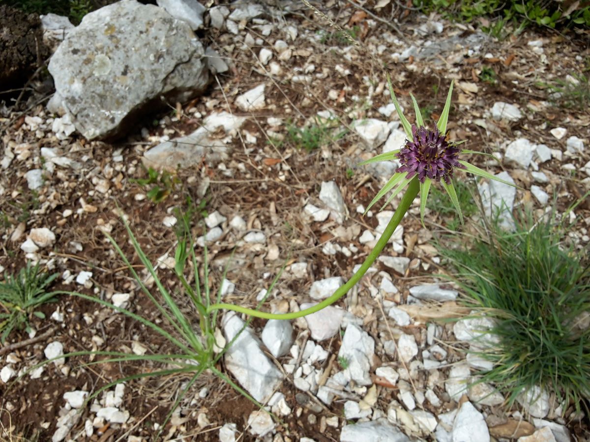 Foto dell'erba Tragopogon  porrifolius