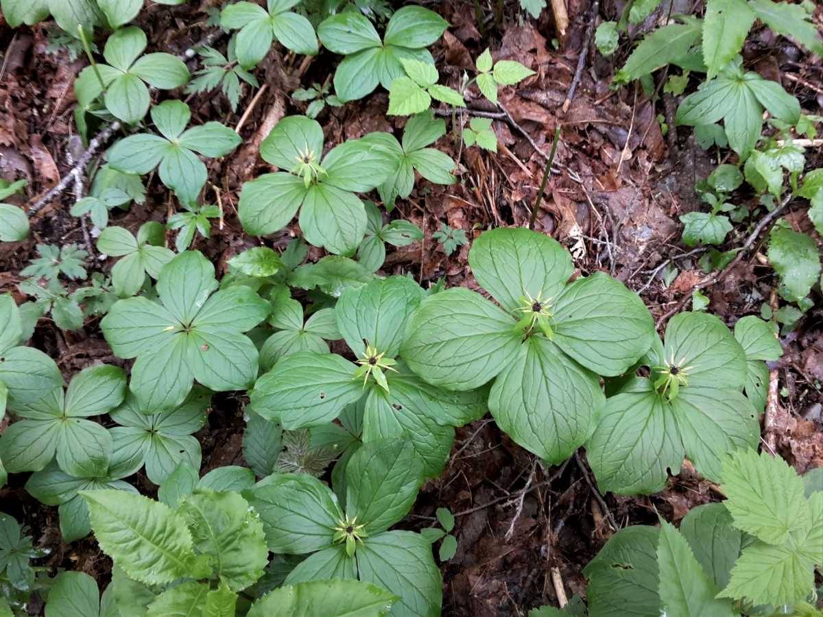 Foto dell'erba Paris quadrifolia