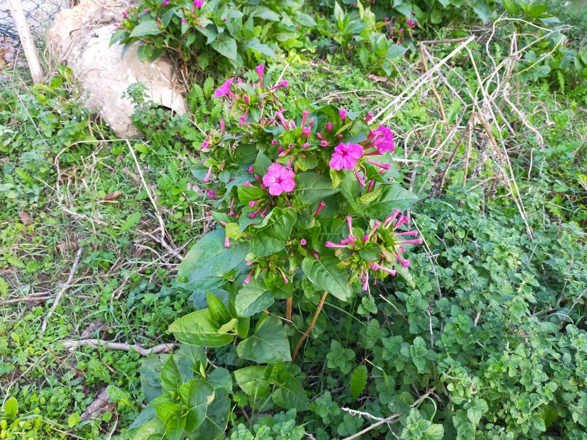 Foto dell'erba Mirabilis jalapa