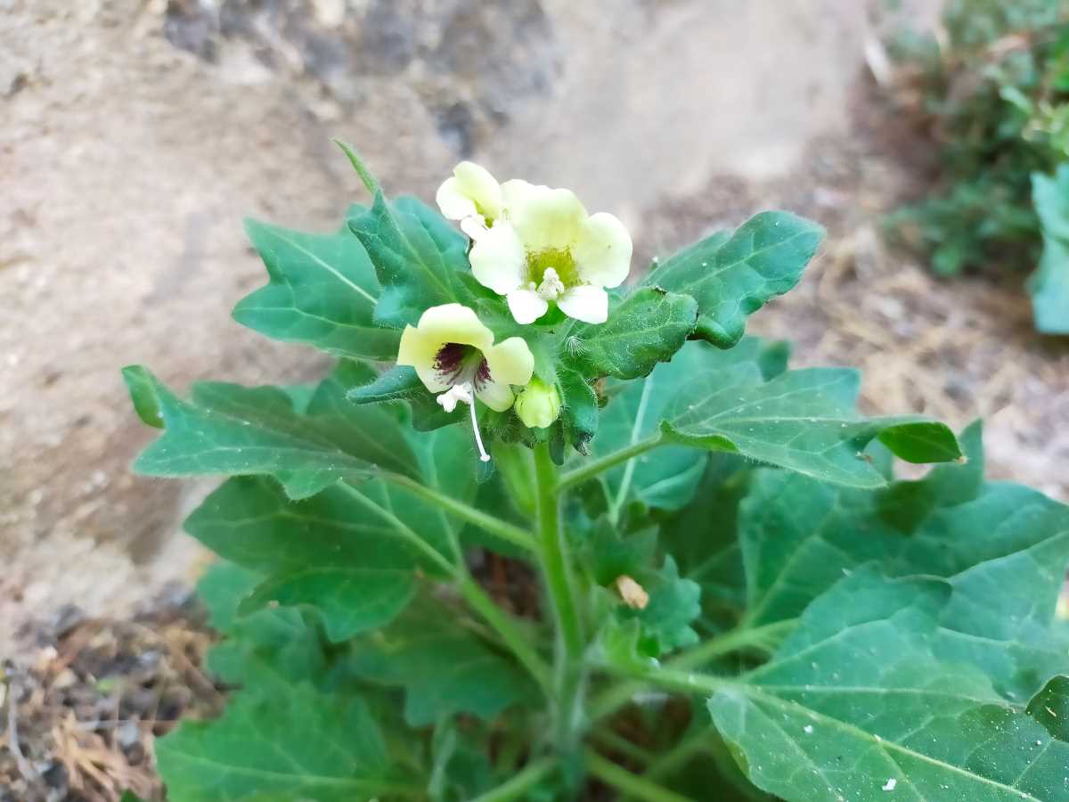Foto dell'erba Hyoscyamus albus