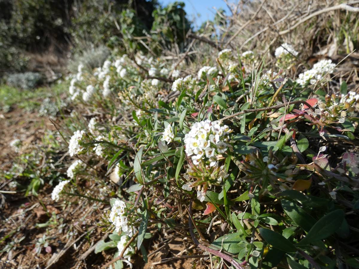 Foto dell'erba Lobularia maritima