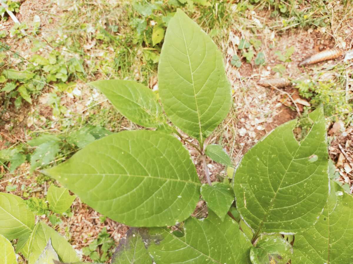 Dettaglio 2: Foglie