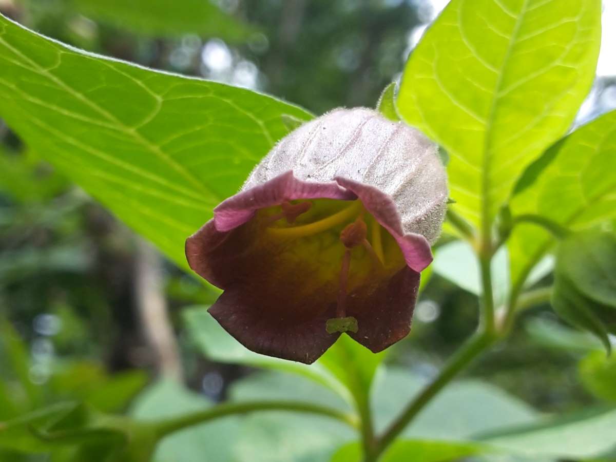 Dettaglio 1: Fiore campanulato