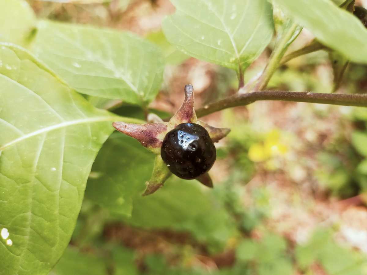 Dettaglio 3: Frutti, velenosi