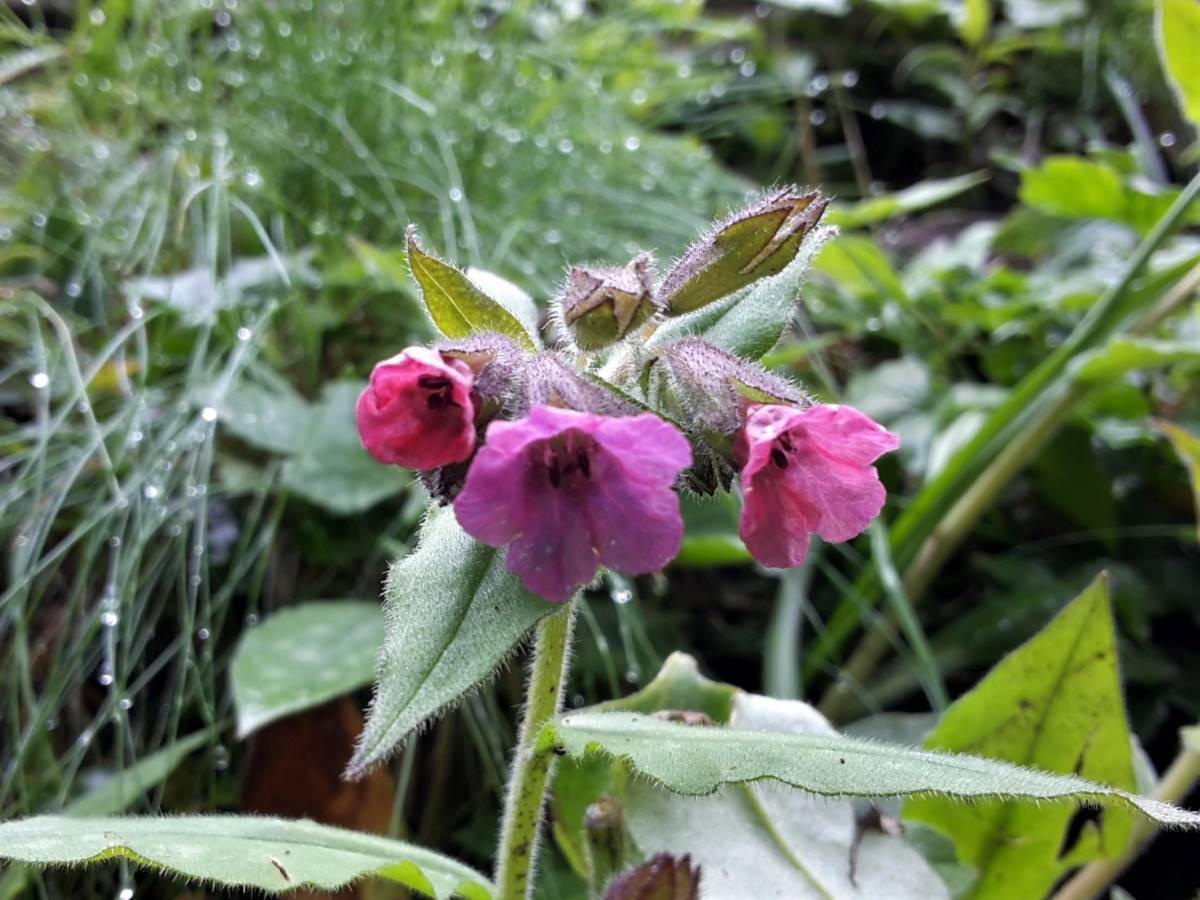 Dettaglio 1: Fiori a gruppetti
