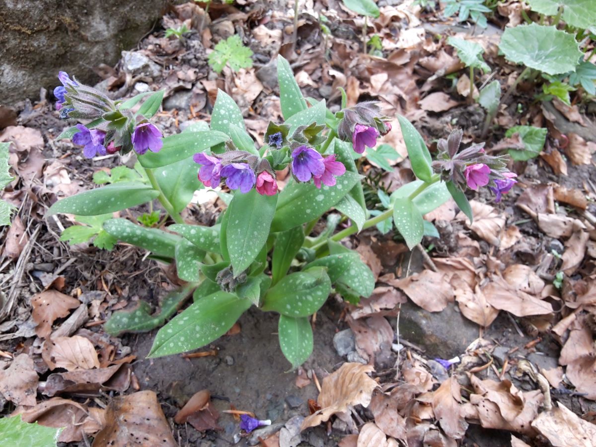 Foto dell'erba Pulmonaria  officinalis