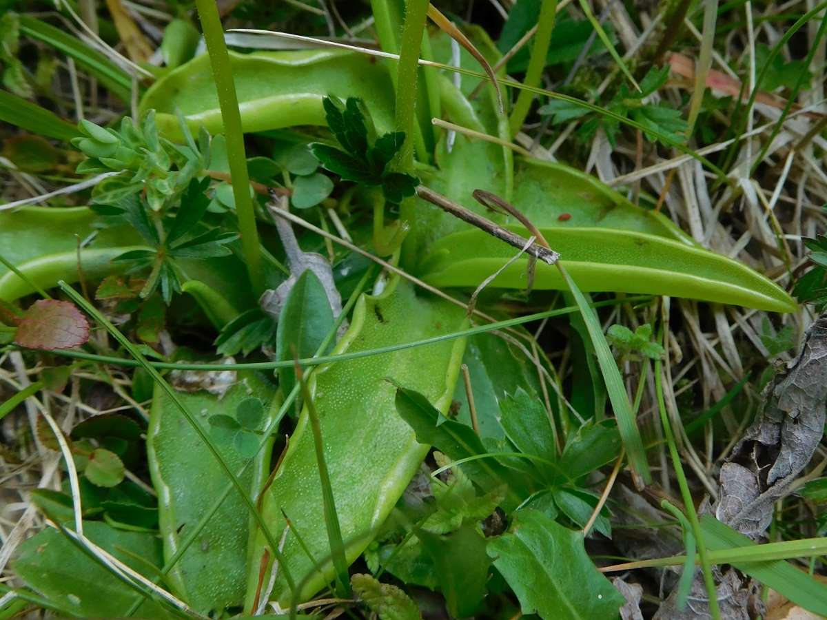 Dettaglio 2: Foglie che con le loro mucillagini riescono a catturare piccoli insietti