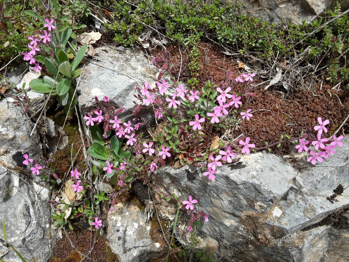 Foto dell'erba Saponaria ocymoides