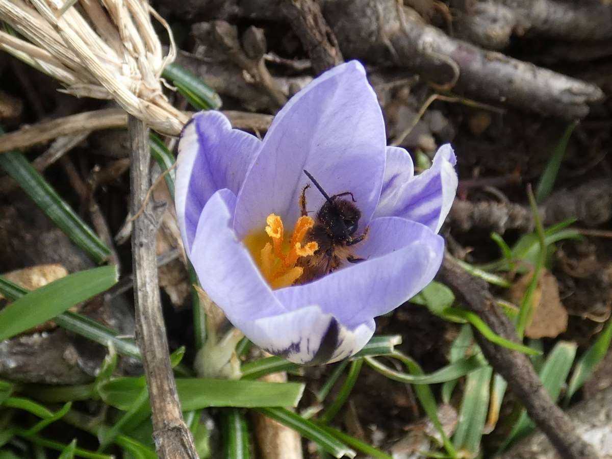 Dettaglio 2: Fiore con ape