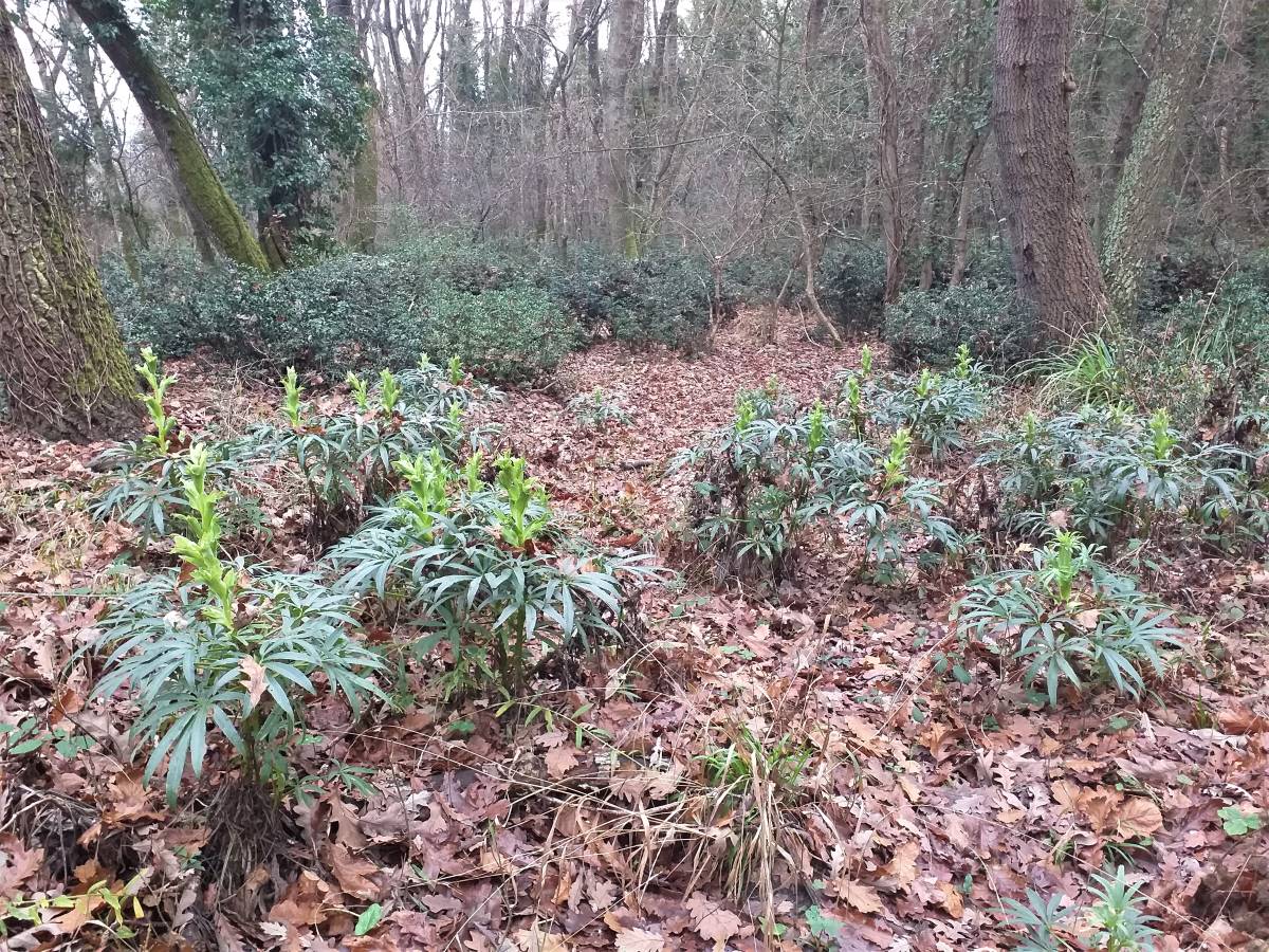 Foto dell'erba Helleborus foetidus