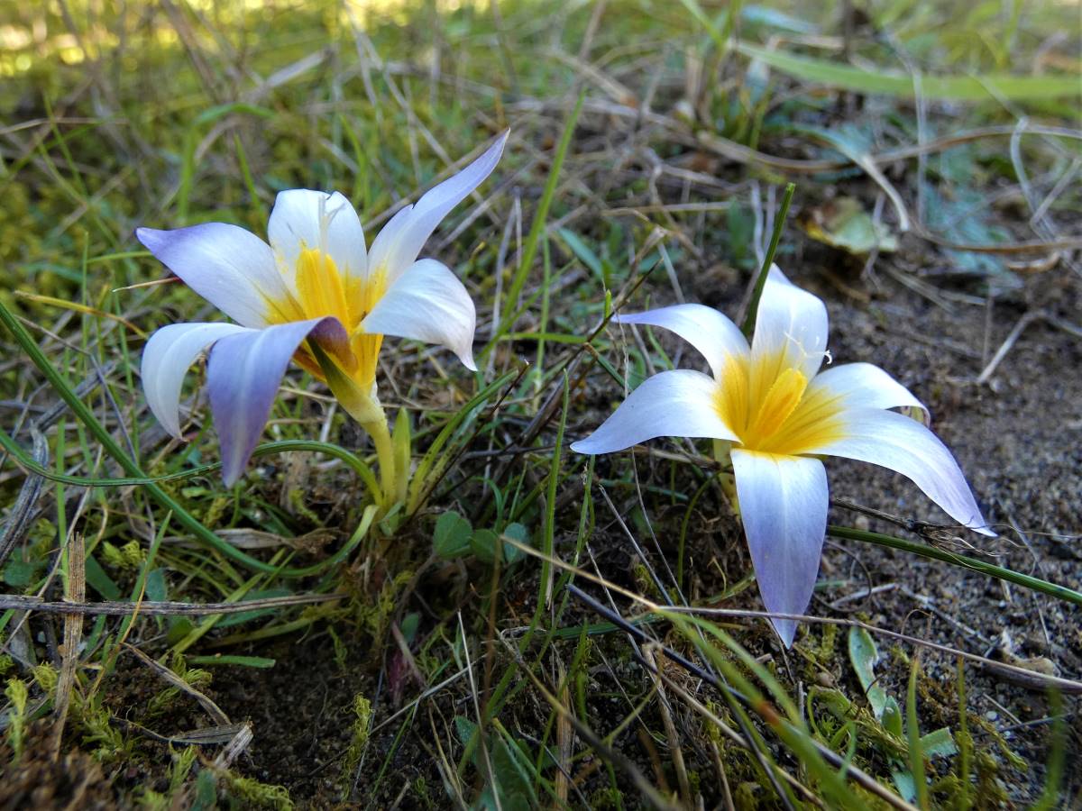 Foto dell'erba Romulea bulbocodium