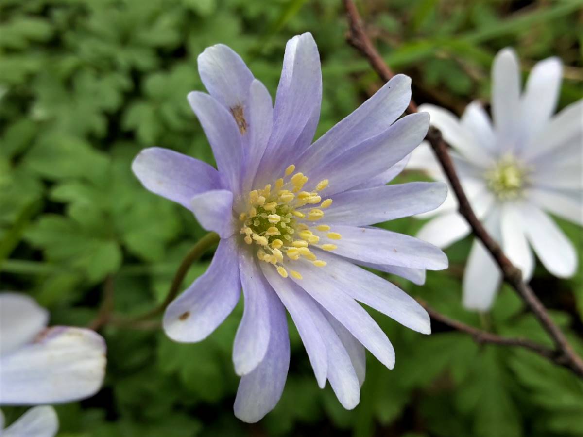 Dettaglio 1: Particolare del fiore