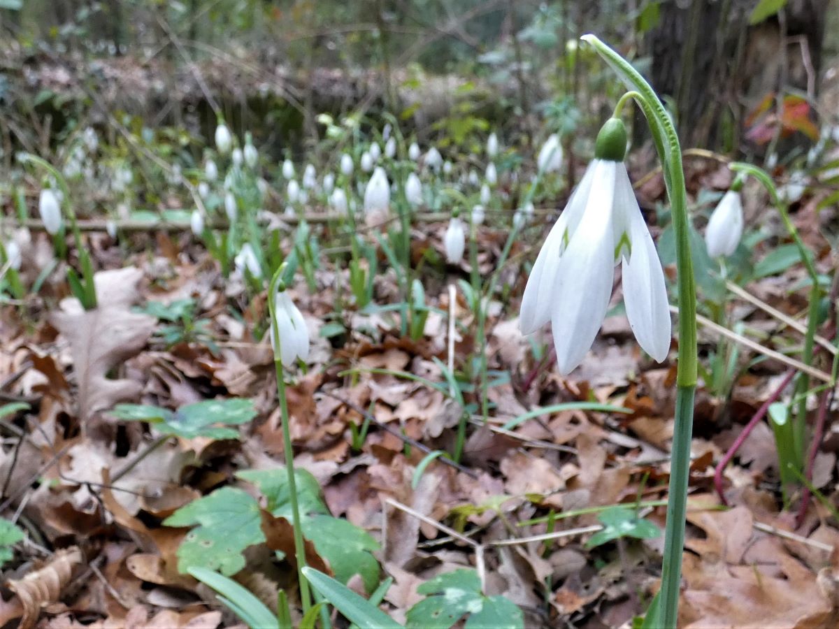 Foto dell'erba Galanthus nivalis
