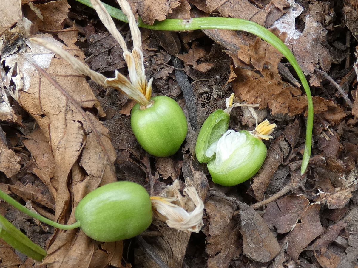 Dettaglio 3: Frutti