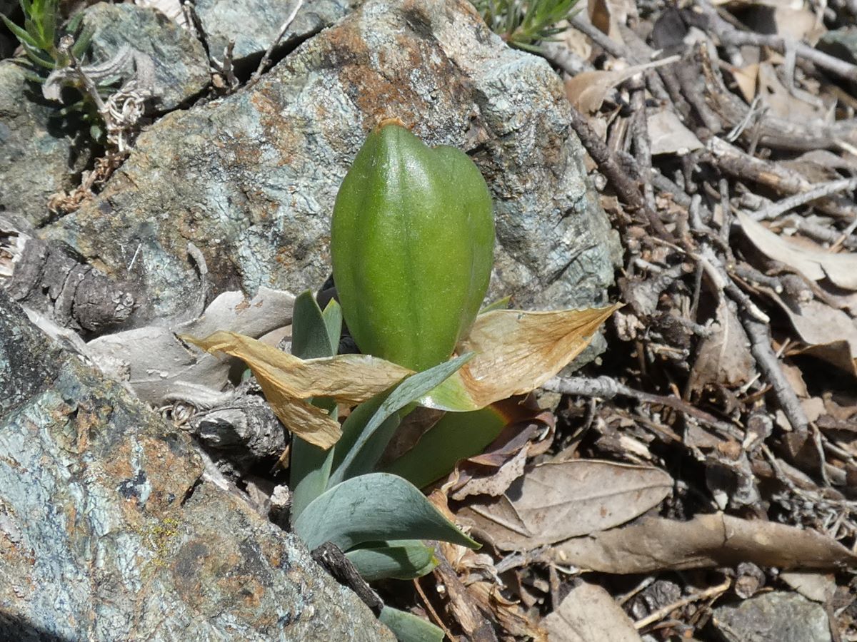 Dettaglio 2: Frutto